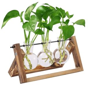 hasthip® 3pcs hydroponics glass planter with wooden stand for desktop table decor