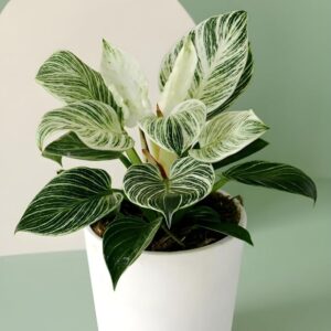 Amulya FARMS & NURSERY Air Purifying Variegated Indoor Live Plants for Table